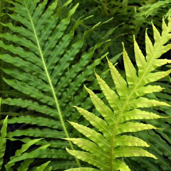 Fern Nursery Tree Ferns for Sale Melbourne All Green
